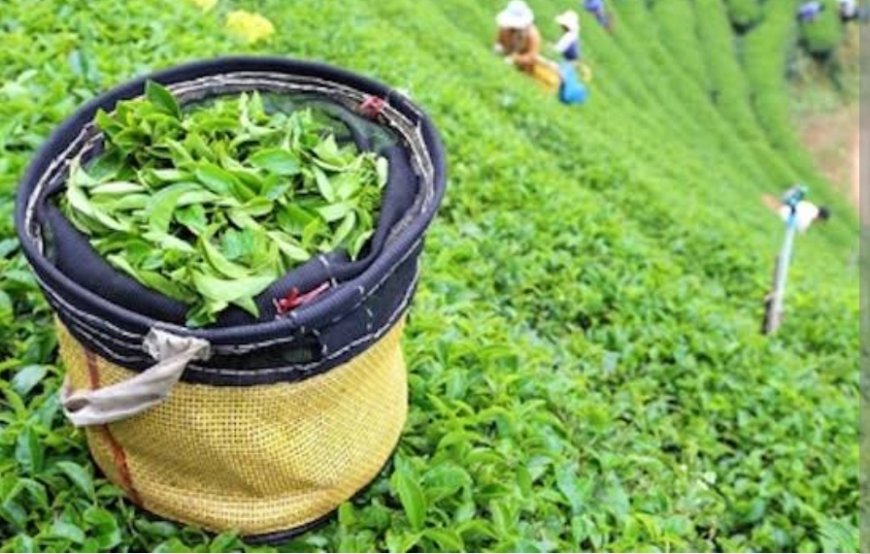 2025 Yılı Yaş Çay Alım Fiyatı Açıklandı