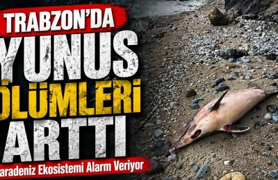 Trabzon’da Yunus Balığı Ölümleri Artıyor Uzmanlar İnceleme Başlattı
