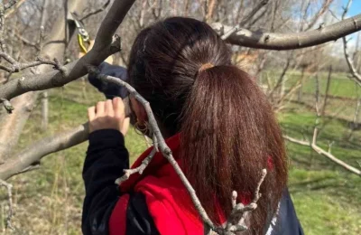 Meyve ağaçlarında budama çalışmaları devam ediyor